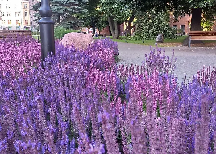 Daire Prowansalski *